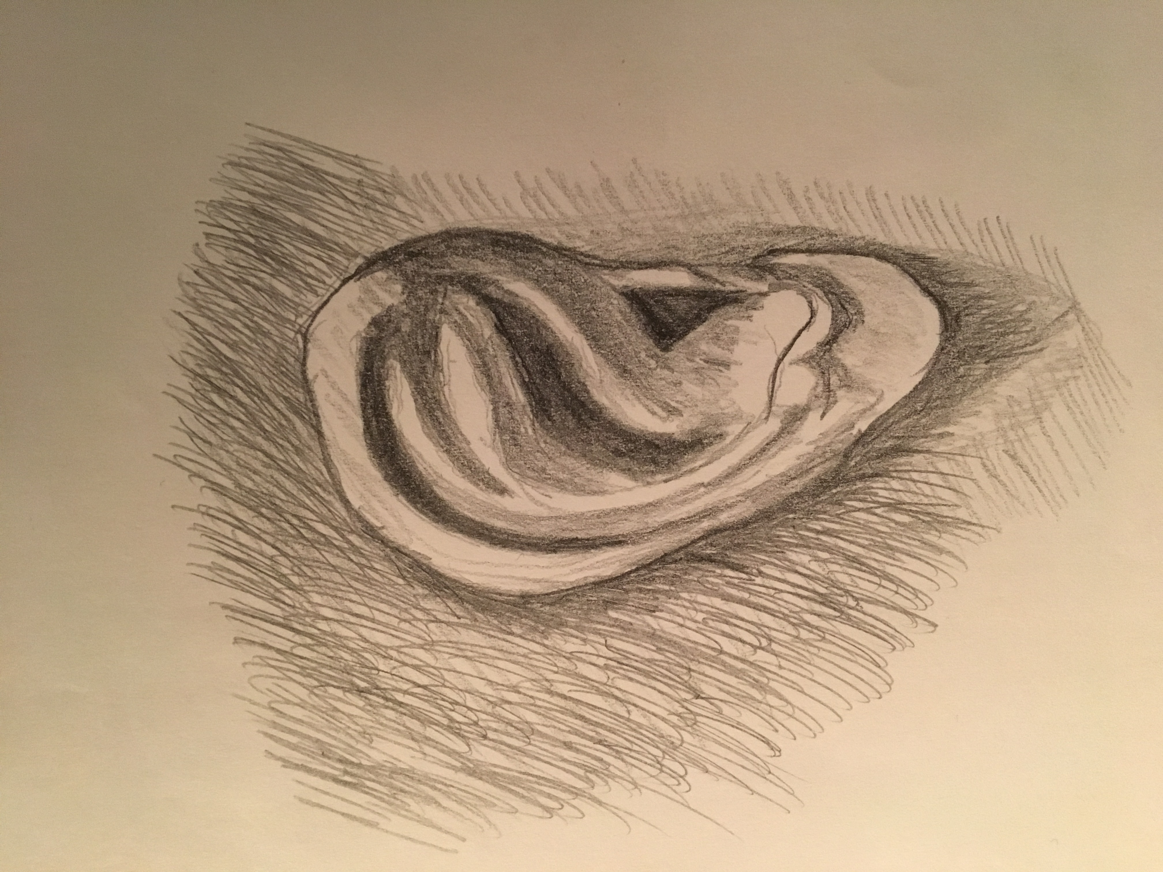 Image 4229